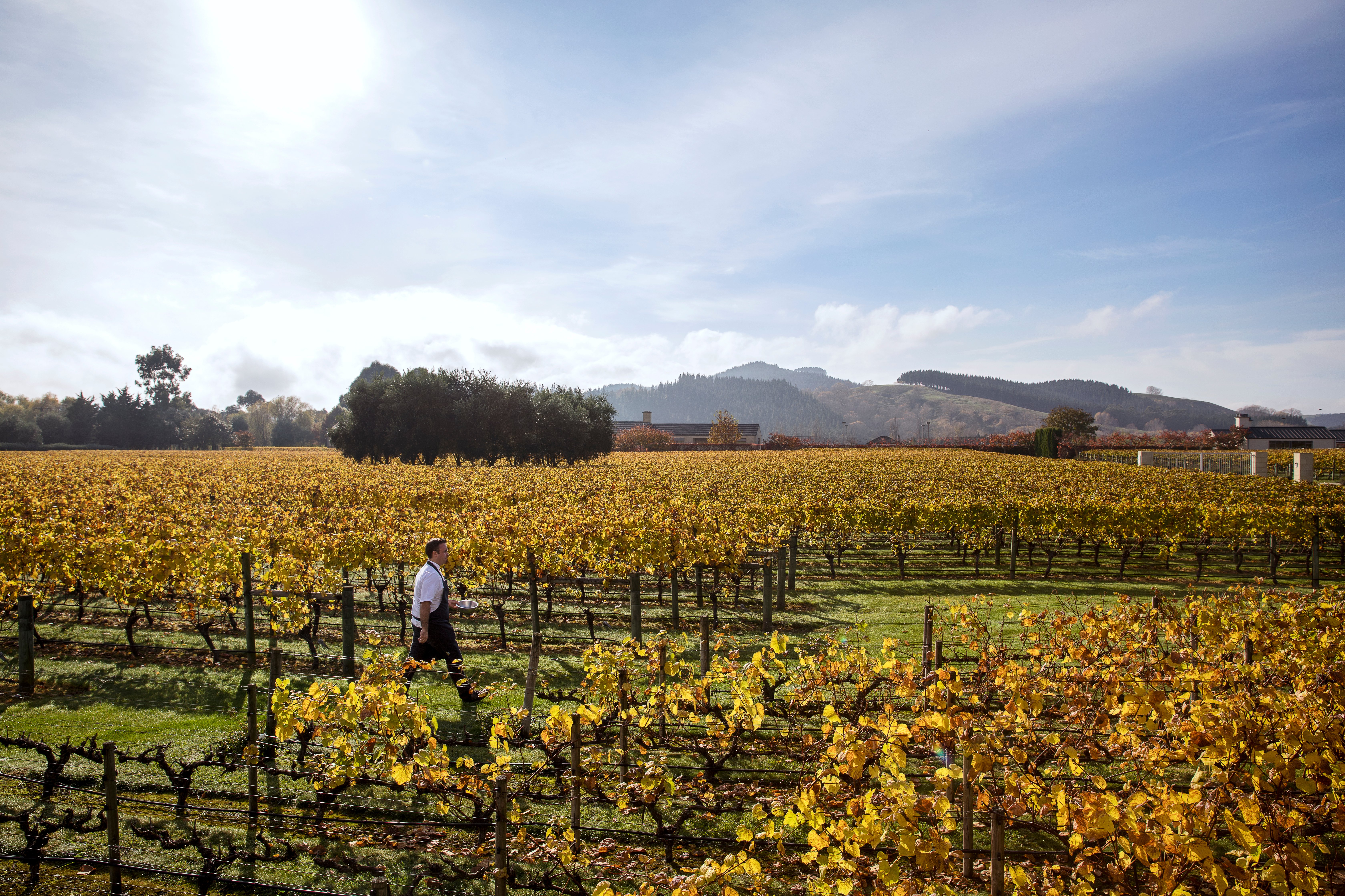 Food, Wine and Culture