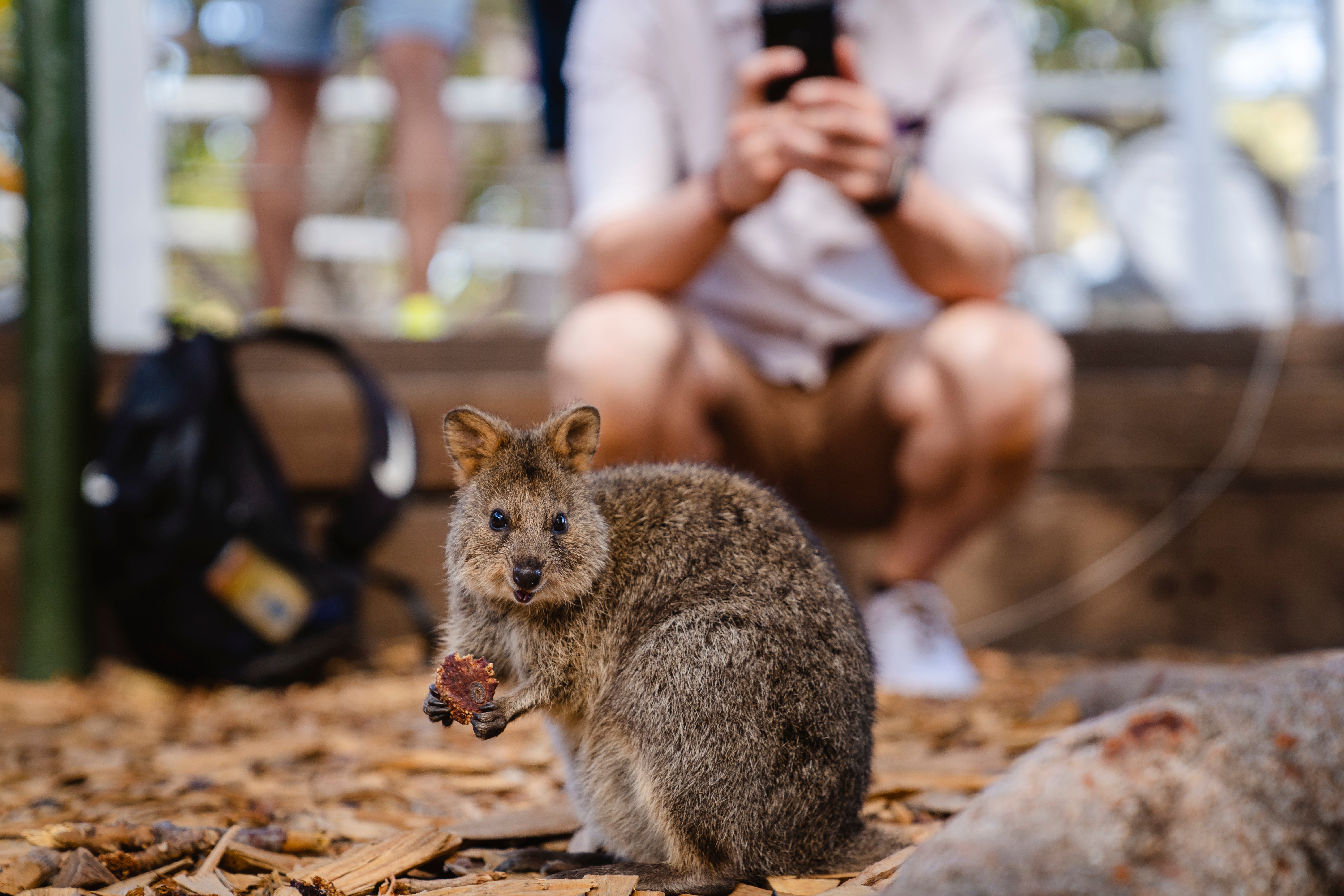 Small animal from Australia